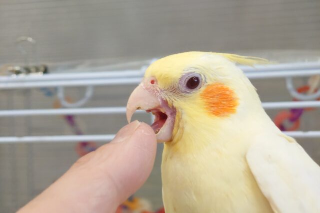 オカメインコ