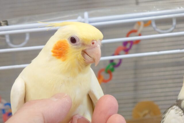 オカメインコ
