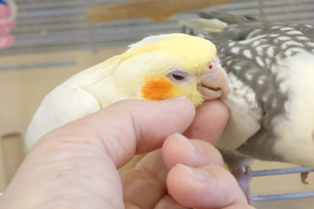 オカメインコ