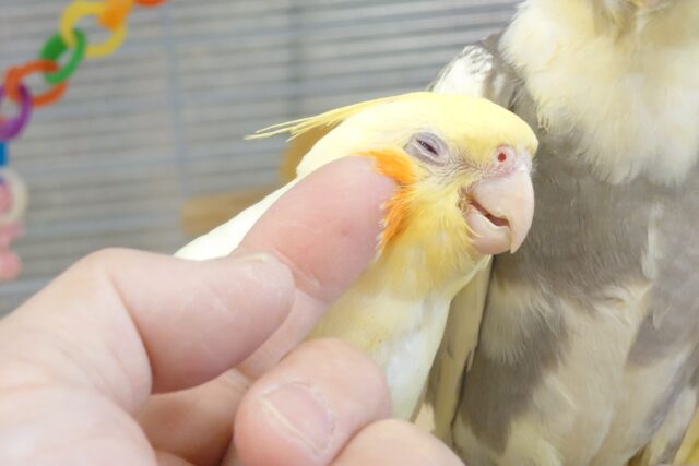 オカメインコ
