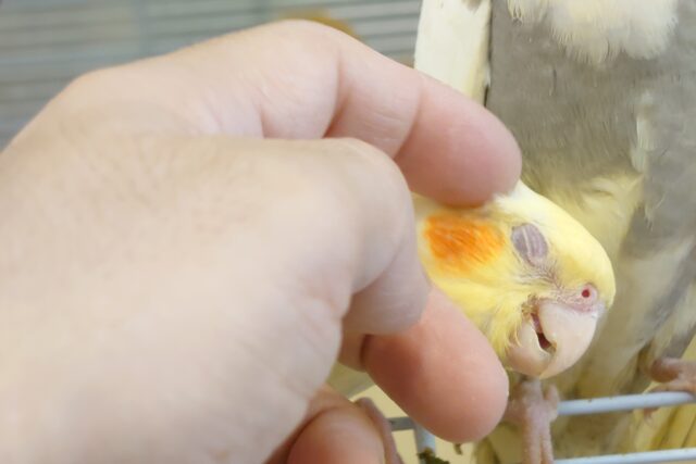 オカメインコ