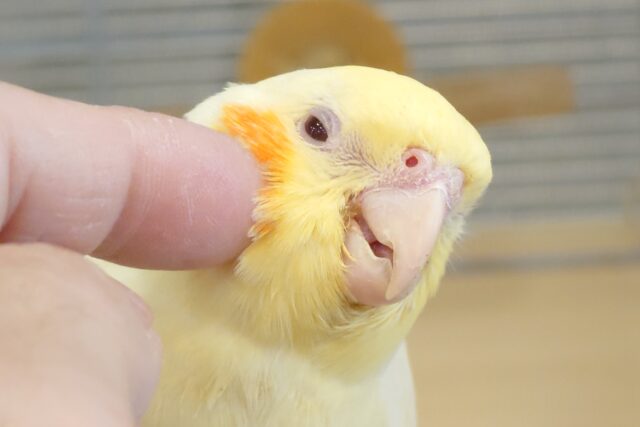 オカメインコ