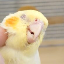 この顔っ　さいこーーー♪♬　だねっ　オカメインコ　ルチノー～～