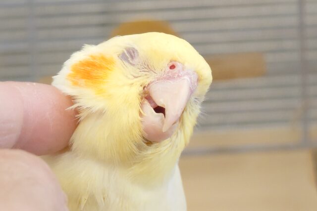この顔っ　さいこーーー♪♬　だねっ　オカメインコ　ルチノー～～