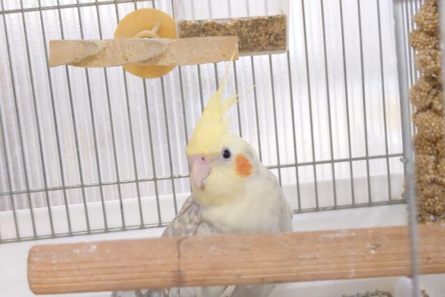 オカメインコ