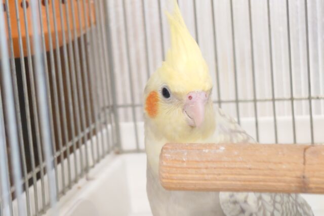 オカメインコ