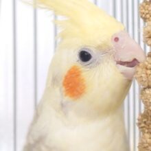 ひとり時間もーー　みんな時間も～～　ｽｷなんだよねぇ　オカメインコ　シナモンパールパイド～～