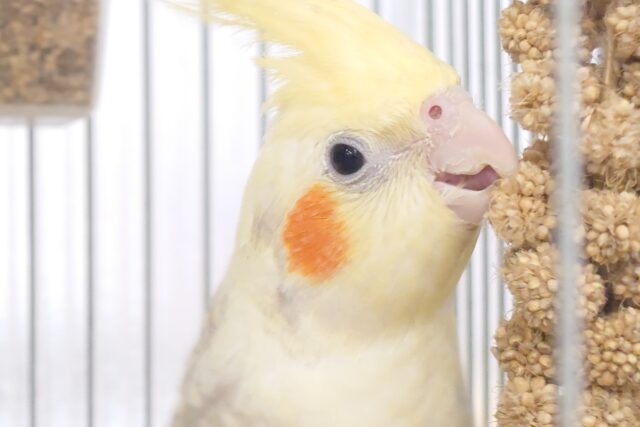 ひとり時間もーー　みんな時間も～～　ｽｷなんだよねぇ　オカメインコ　シナモンパールパイド～～
