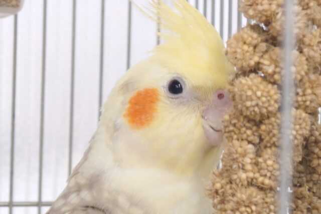 オカメインコ