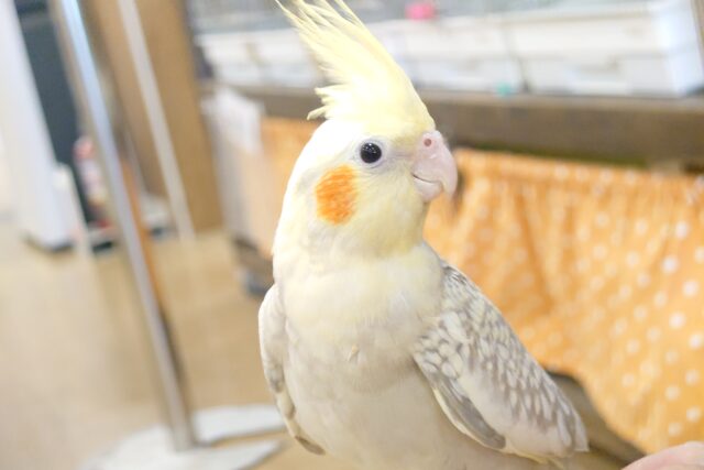 オカメインコ