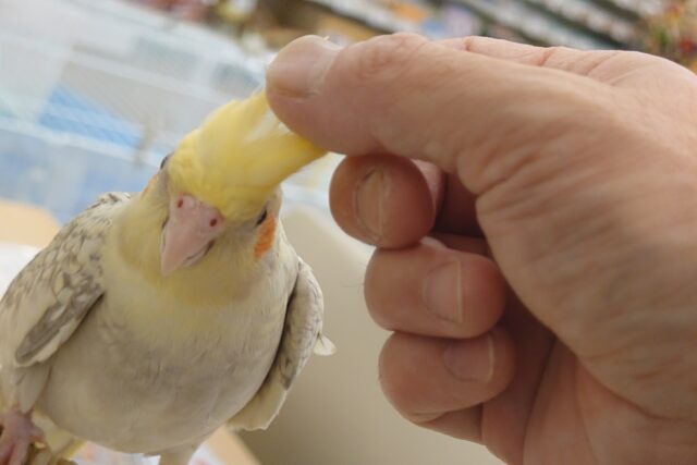 オカメインコ