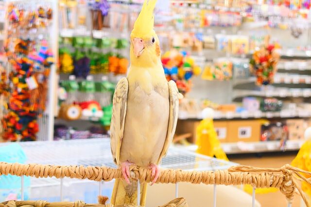 オカメインコ