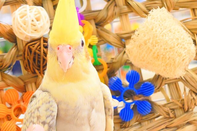 オカメインコ