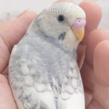 【最新画像更新🪄】シックな色合いに可愛いお顔のギャップに…💘セキセイインコ(スパングルパイド)