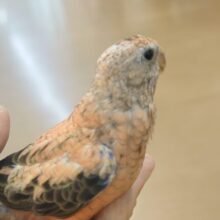 最新画像になります☆　らしく育ってきましたよっ♬♪　アキクサインコっ　☆☆☆