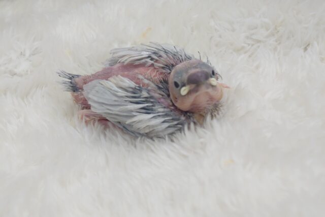 シルバー文鳥