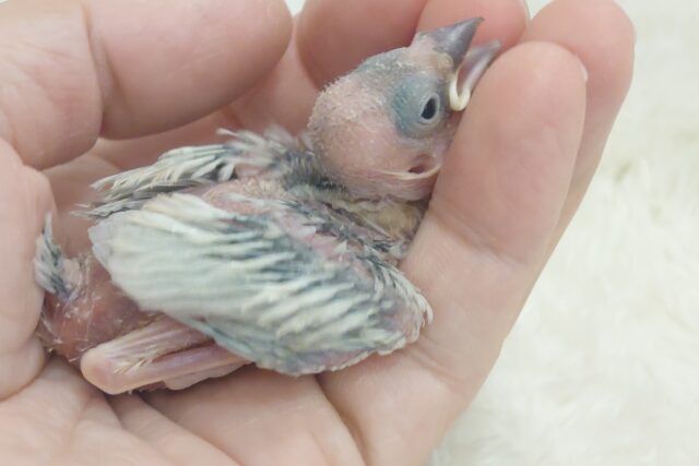 シルバー文鳥
