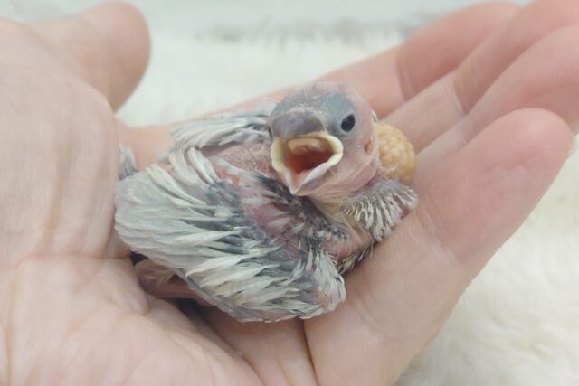 シルバー文鳥
