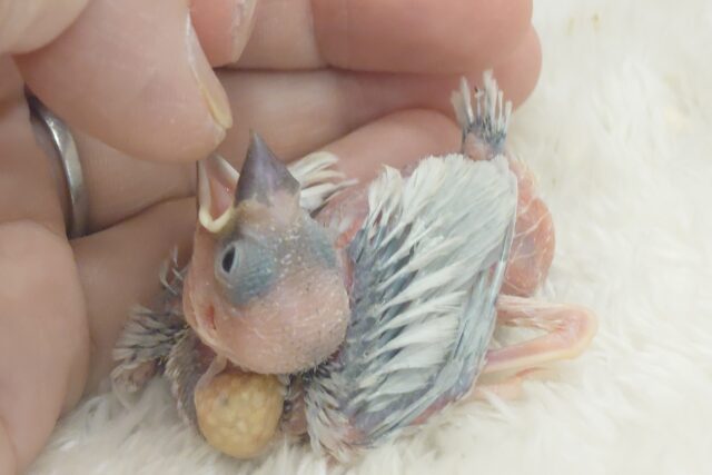 シルバー文鳥