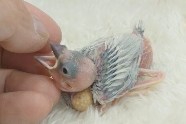 シルバー文鳥