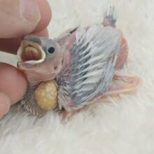 楽しみしかないっ♫♪♪(*´∀｀*)　シルバー文鳥〜〜