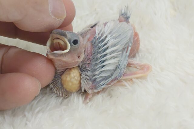 楽しみしかないっ♫♪♪(*´∀｀*)　シルバー文鳥〜〜
