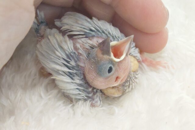 シルバー文鳥