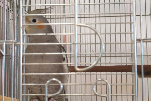 オカメインコ