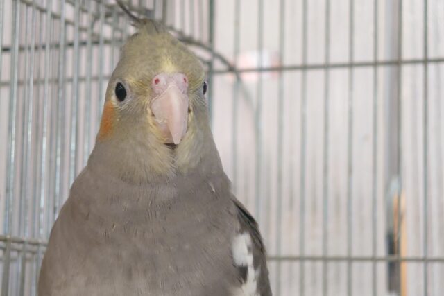 オカメインコ
