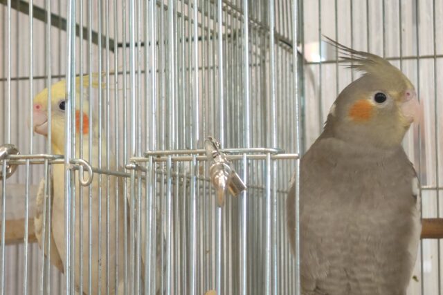 オカメインコ