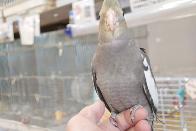 オカメインコ
