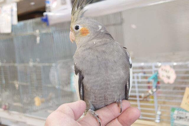 オカメインコ