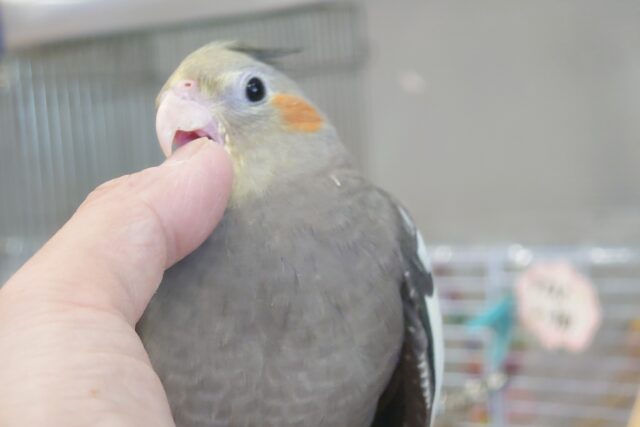 オカメインコ