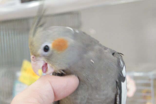 オカメインコ