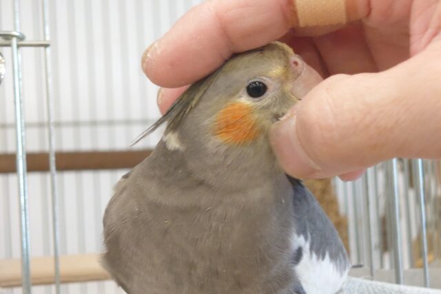 オカメインコ