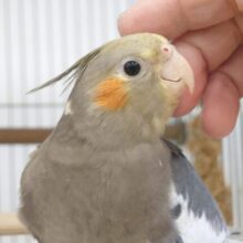撫でてほしいのは、お顔☆　できたらスマイルプレゼントぉーー　オカメインコ　ノーマル～～