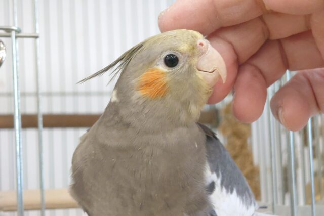 撫でてほしいのは、お顔☆　できたらスマイルプレゼントぉーー　オカメインコ　ノーマル～～