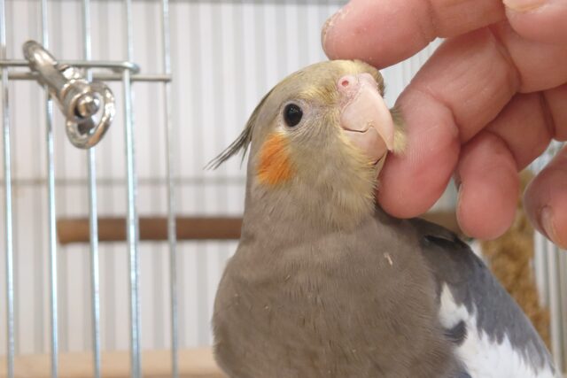 オカメインコ