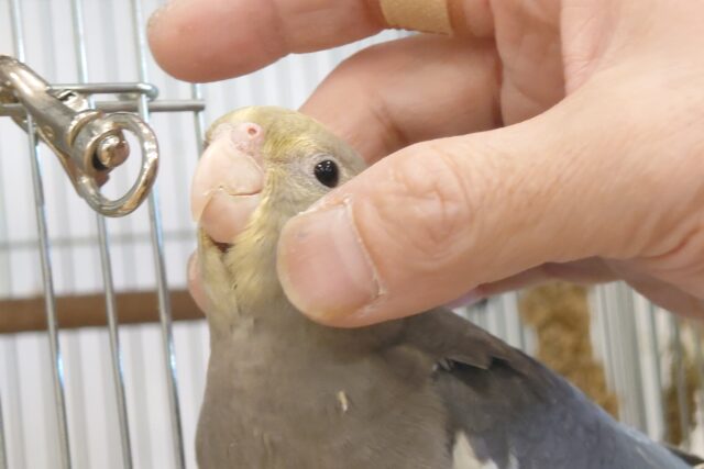 オカメインコ