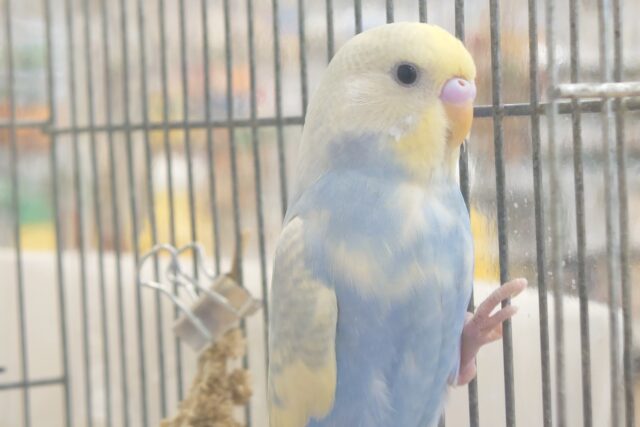 セキセイインコ