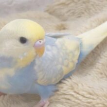 ソーダが。。ラムネが。。いつも一緒、そばにいます～　セキセイインコ　
