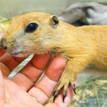 動画あり☆　ん〜〜っ　ナッツ！！☆彡　　ピーナッツ風なオグロプレーリードッグ　男のコ〜〜