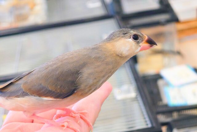 桜文鳥