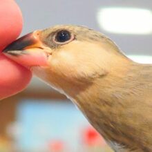 最新画像になります☆　変化、変身真っ只なかぁ～～🐣桜文鳥 ヒナ