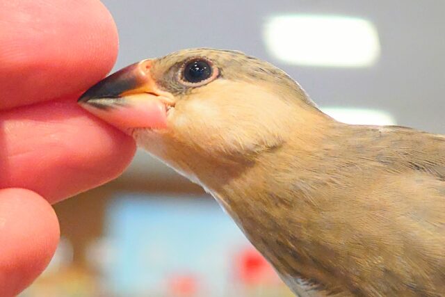 桜文鳥