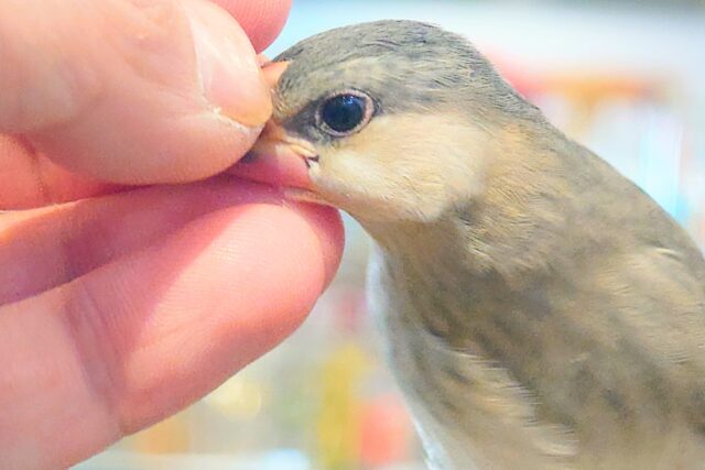 桜文鳥