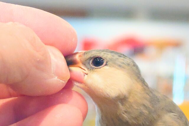 桜文鳥