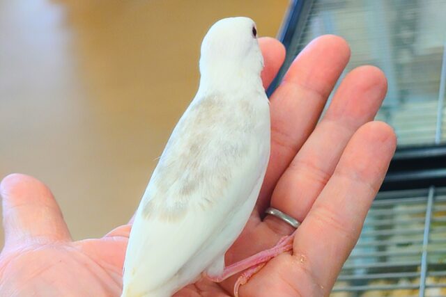 白文鳥