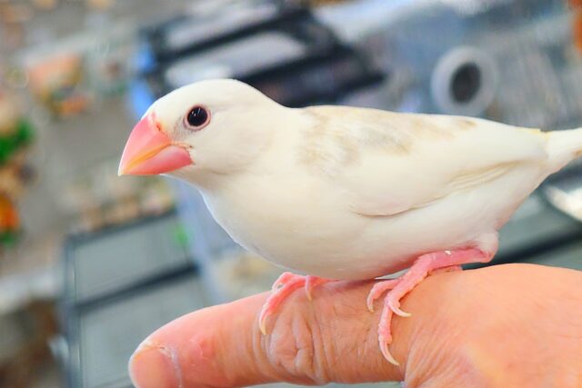 白文鳥