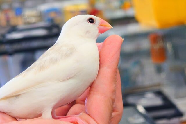 白文鳥